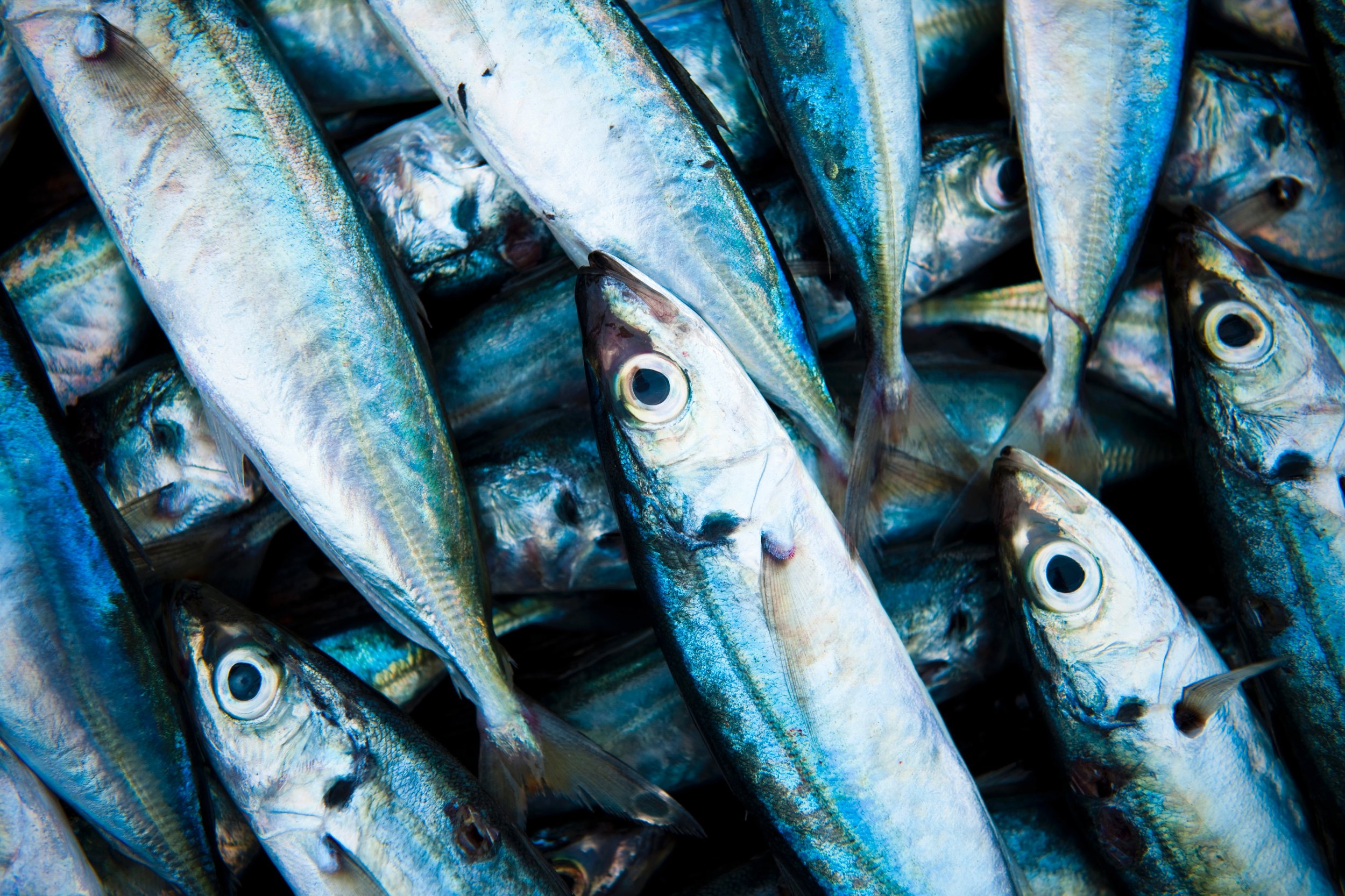 Is My Choice of Seafood Sustainable?