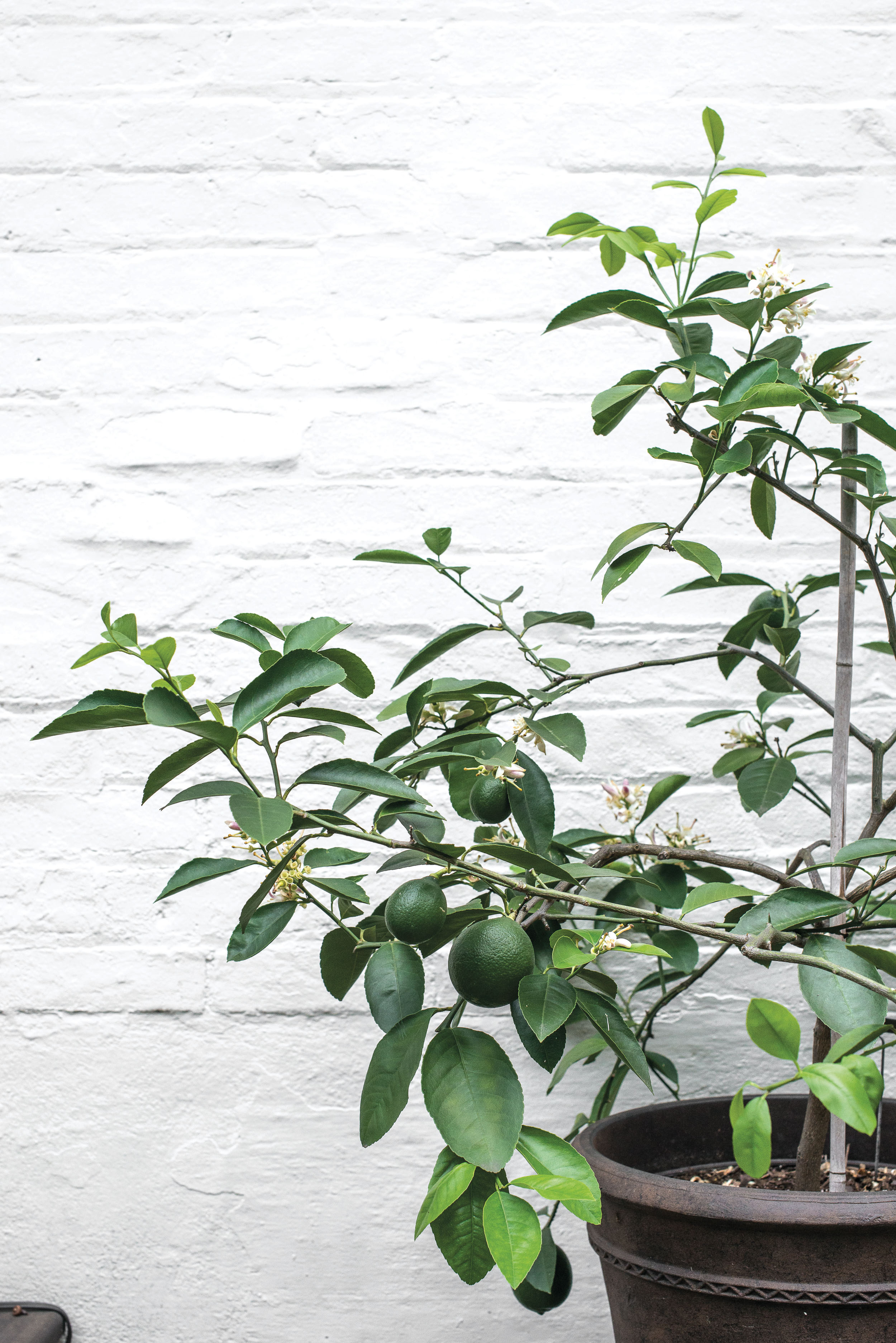 Cultivating Citrus