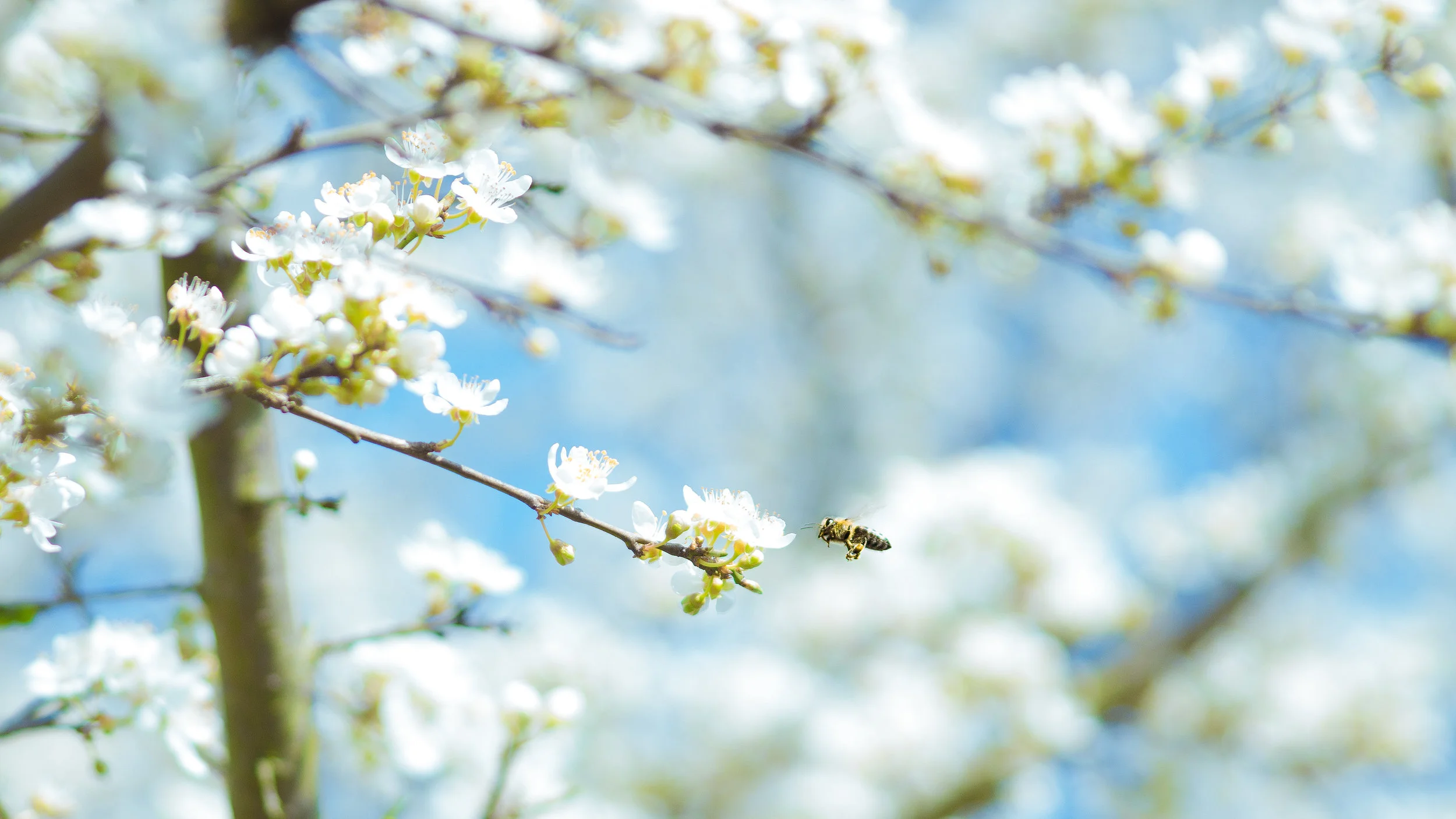 Edible Buzz