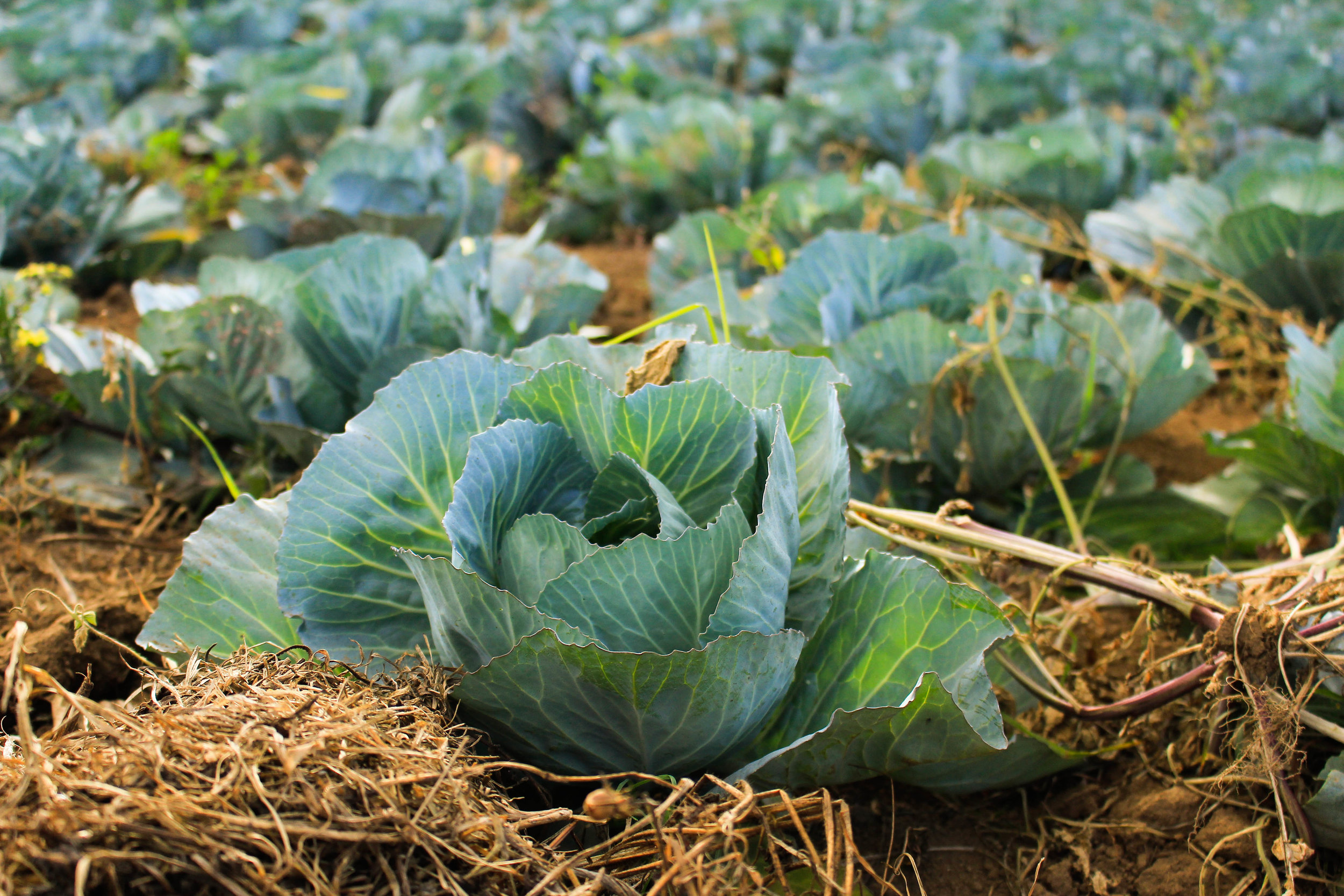 Essay: Connecting Rural Farming + Urban Consumption