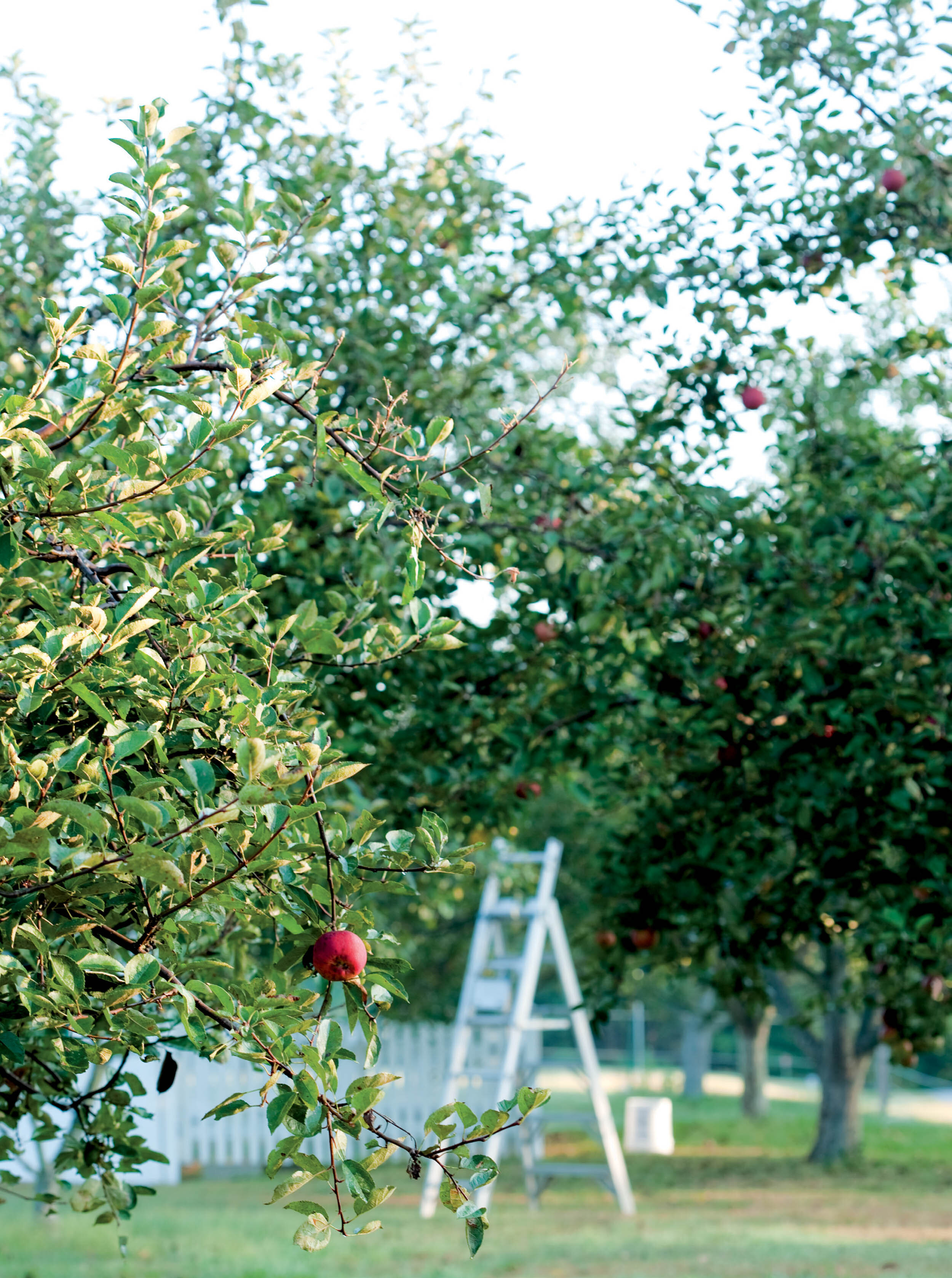 Apple Cider