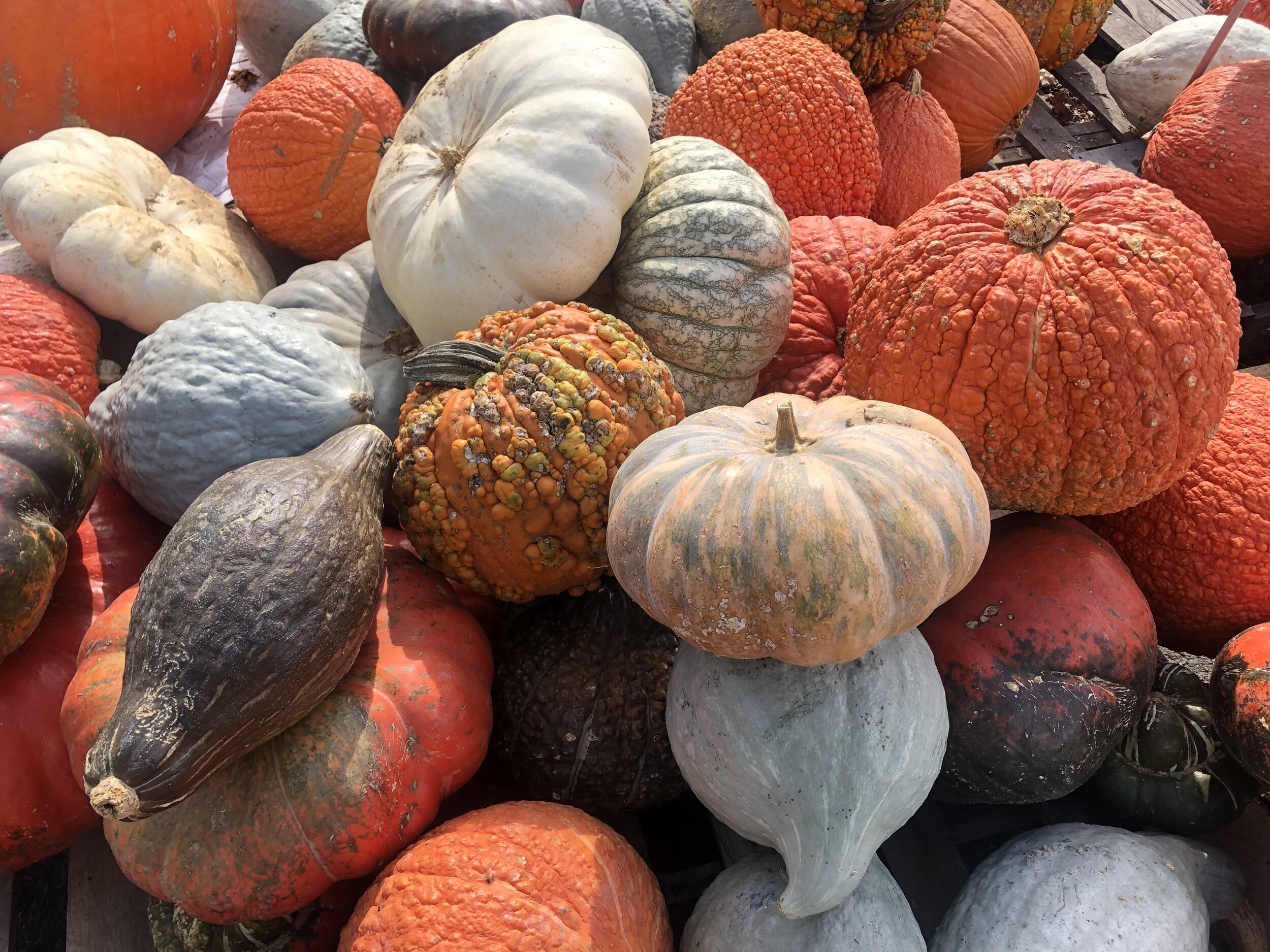Winter Squash Wonderland