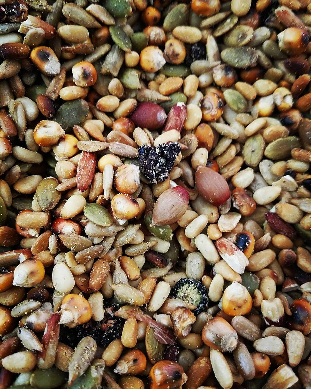 Western Apache Seed Mix