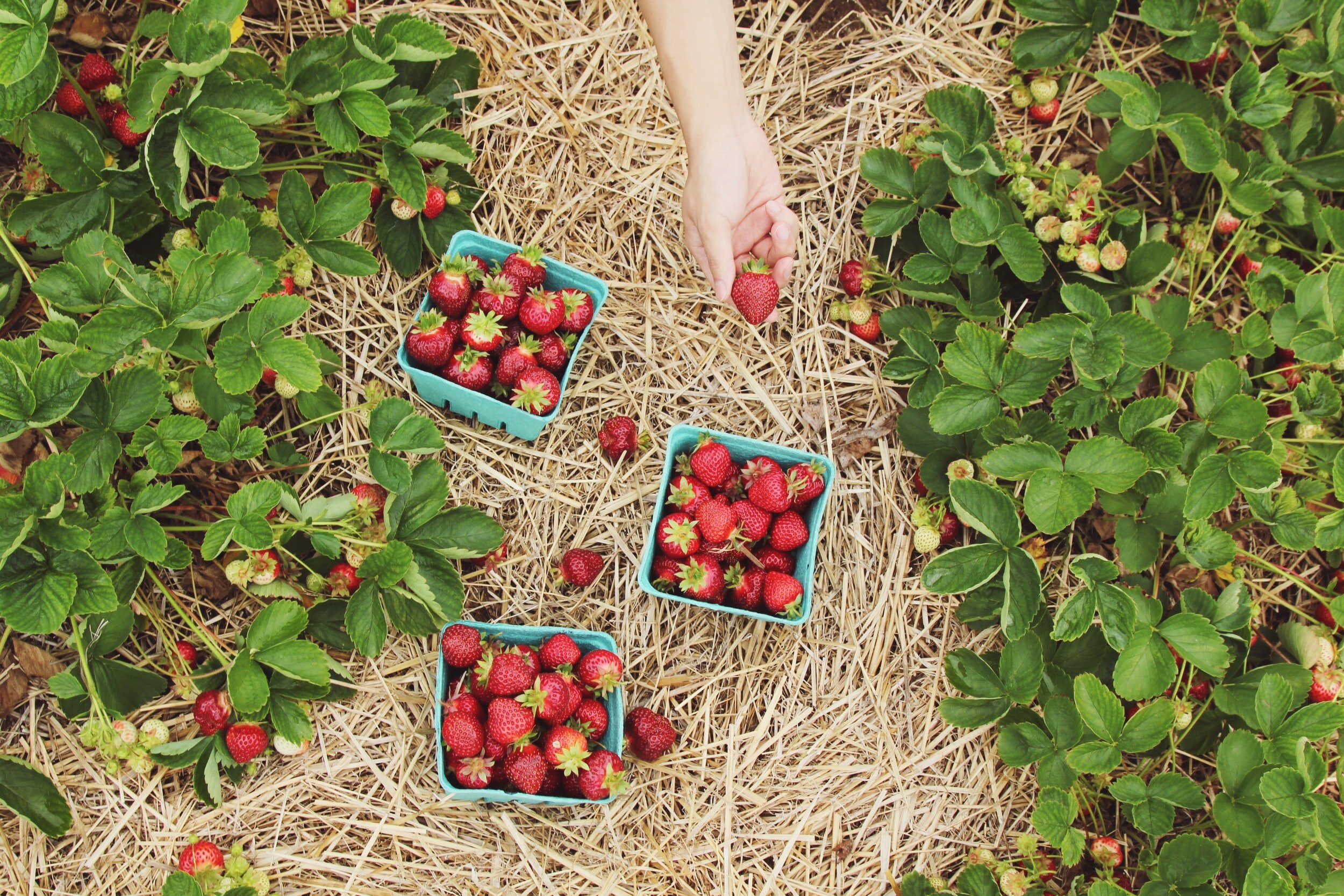 Strawberry Dressings