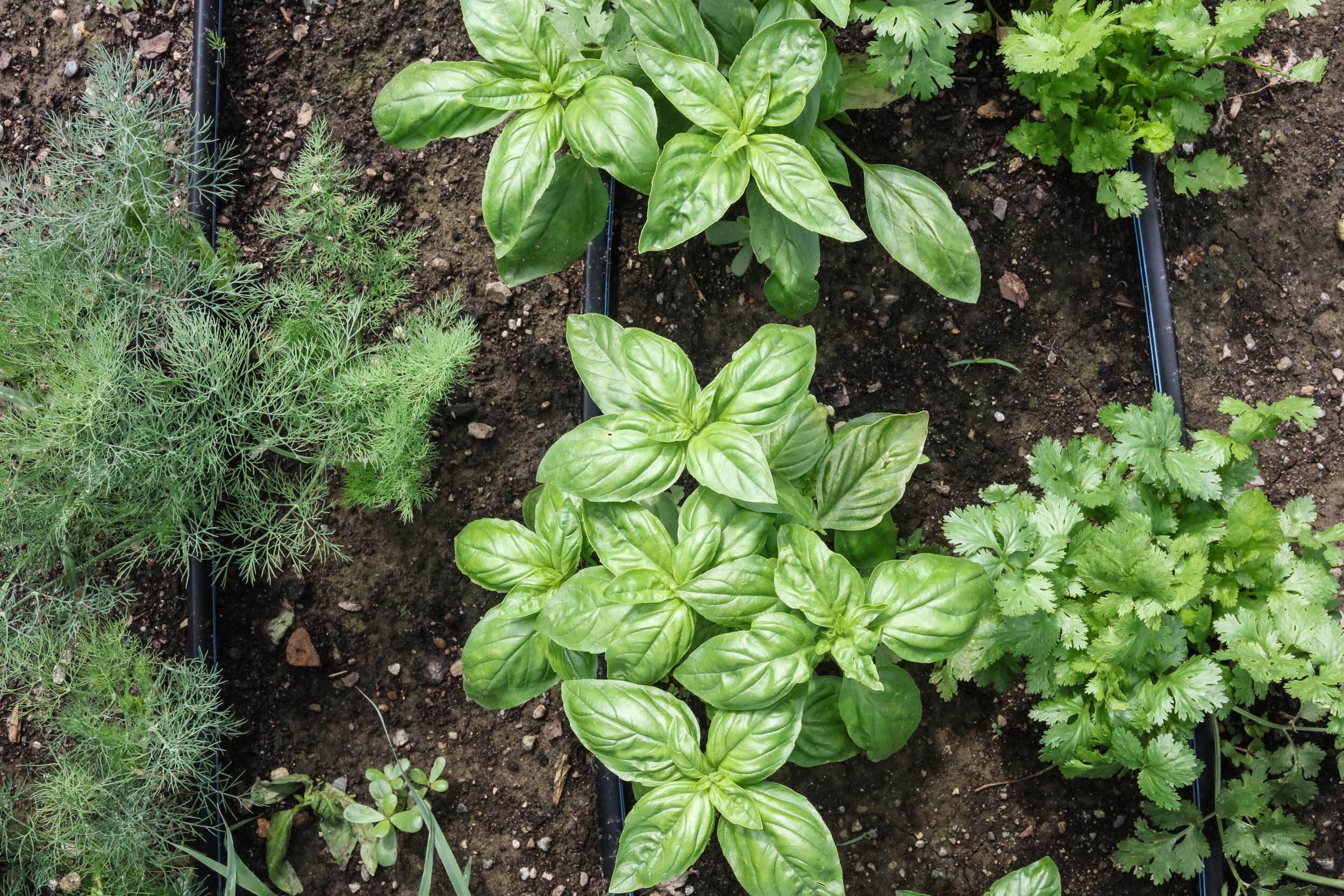 Brickle Creek Organic Farm