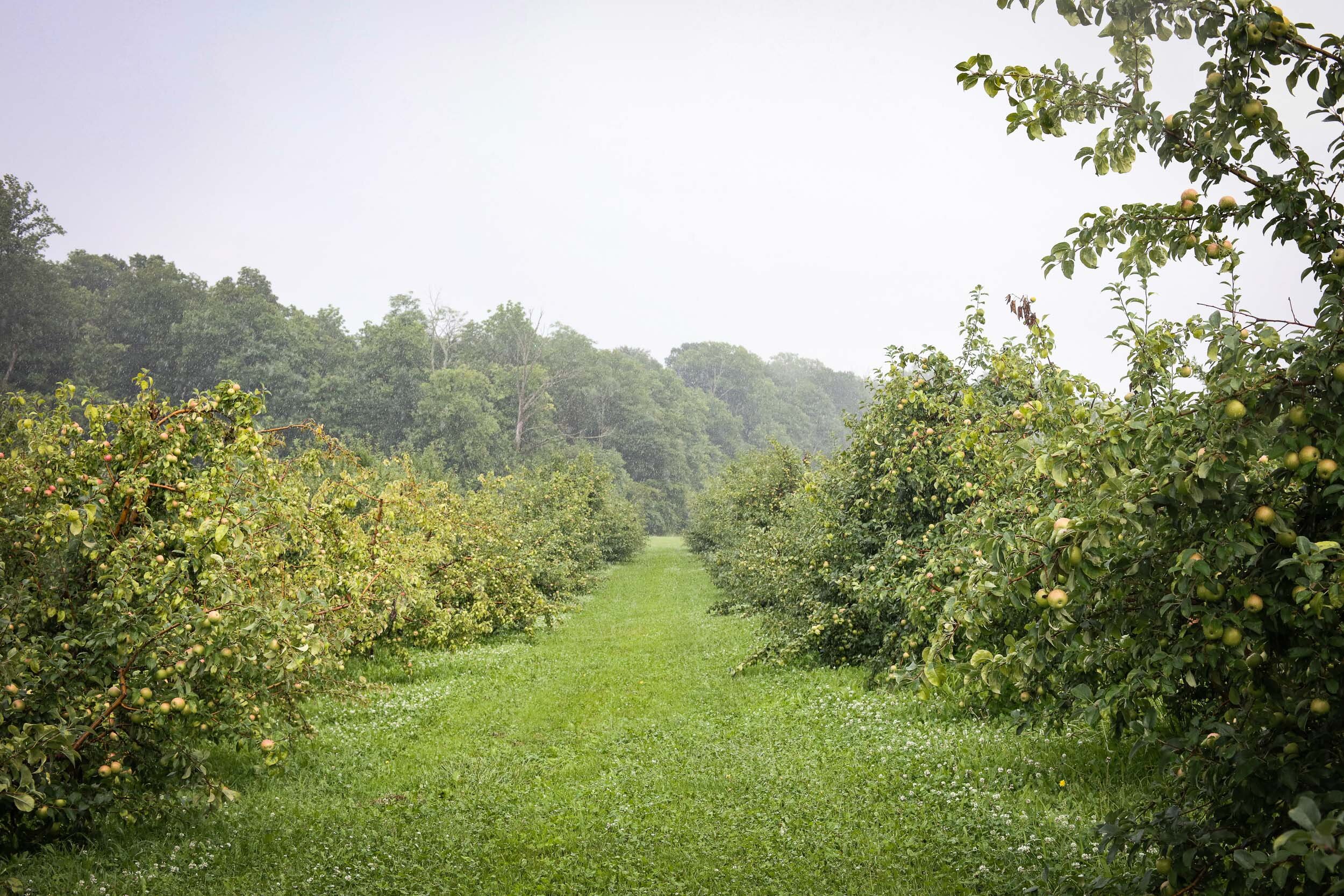 Falling Hard for Cider