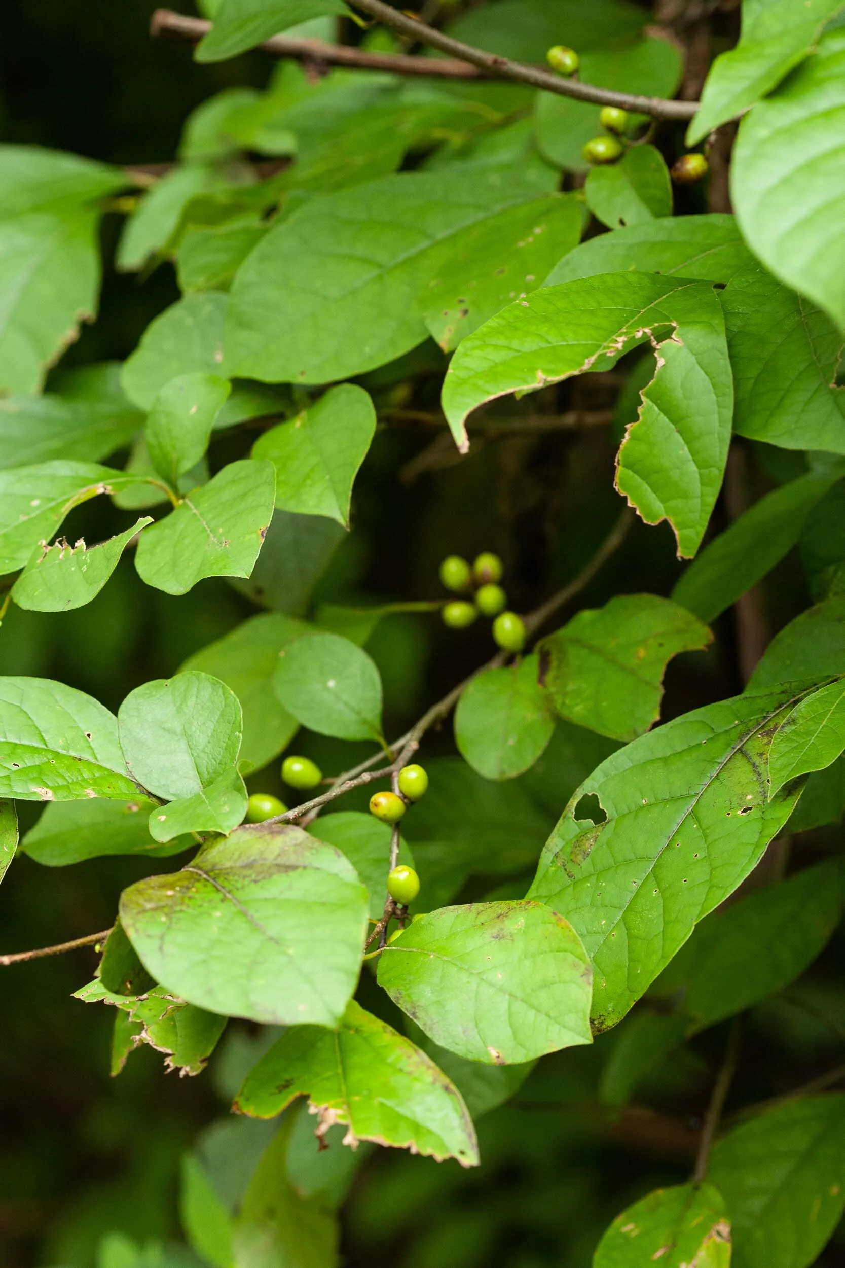 Spice World Spiceberry or Spicebush — Edible Ohio Valley