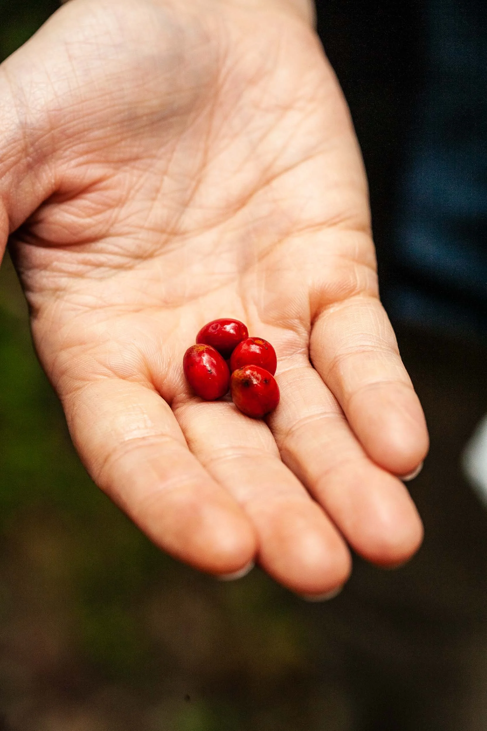 Spice World Spiceberry or Spicebush — Edible Ohio Valley