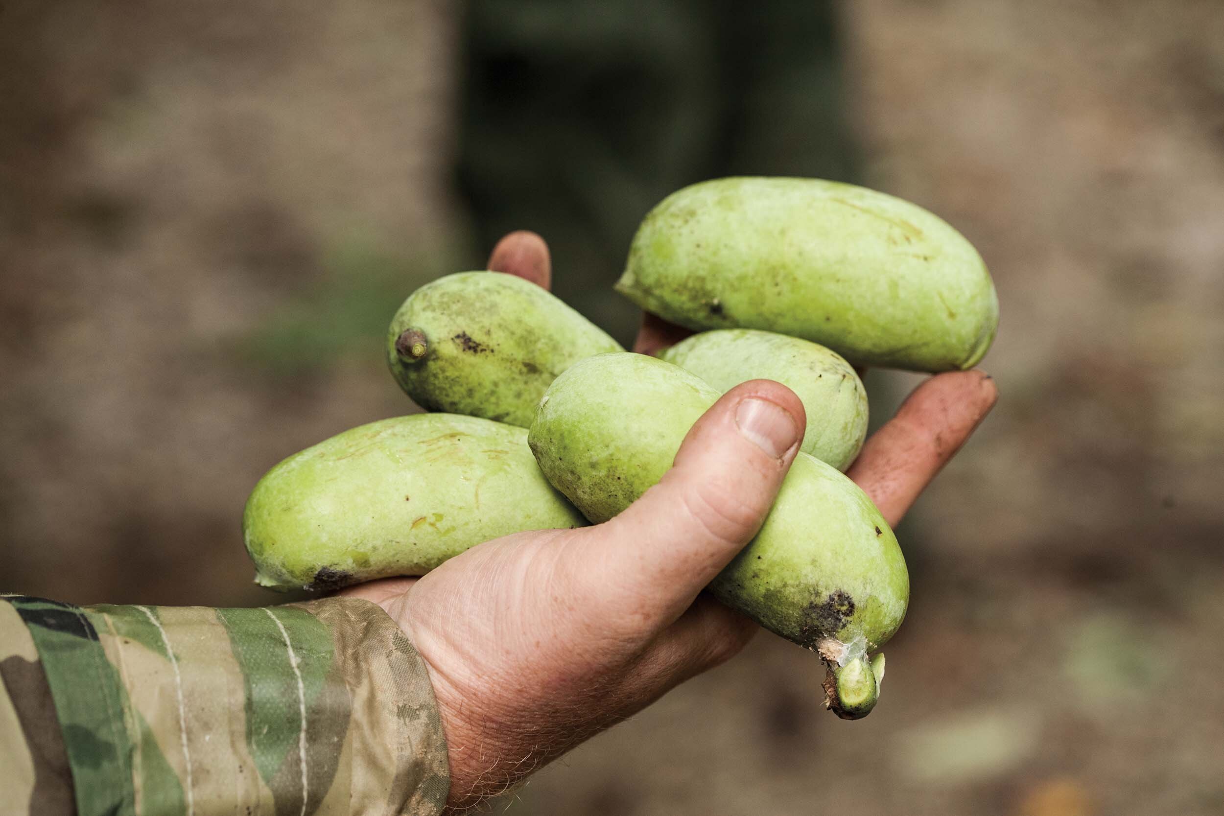 Our Local Tropical Fruit