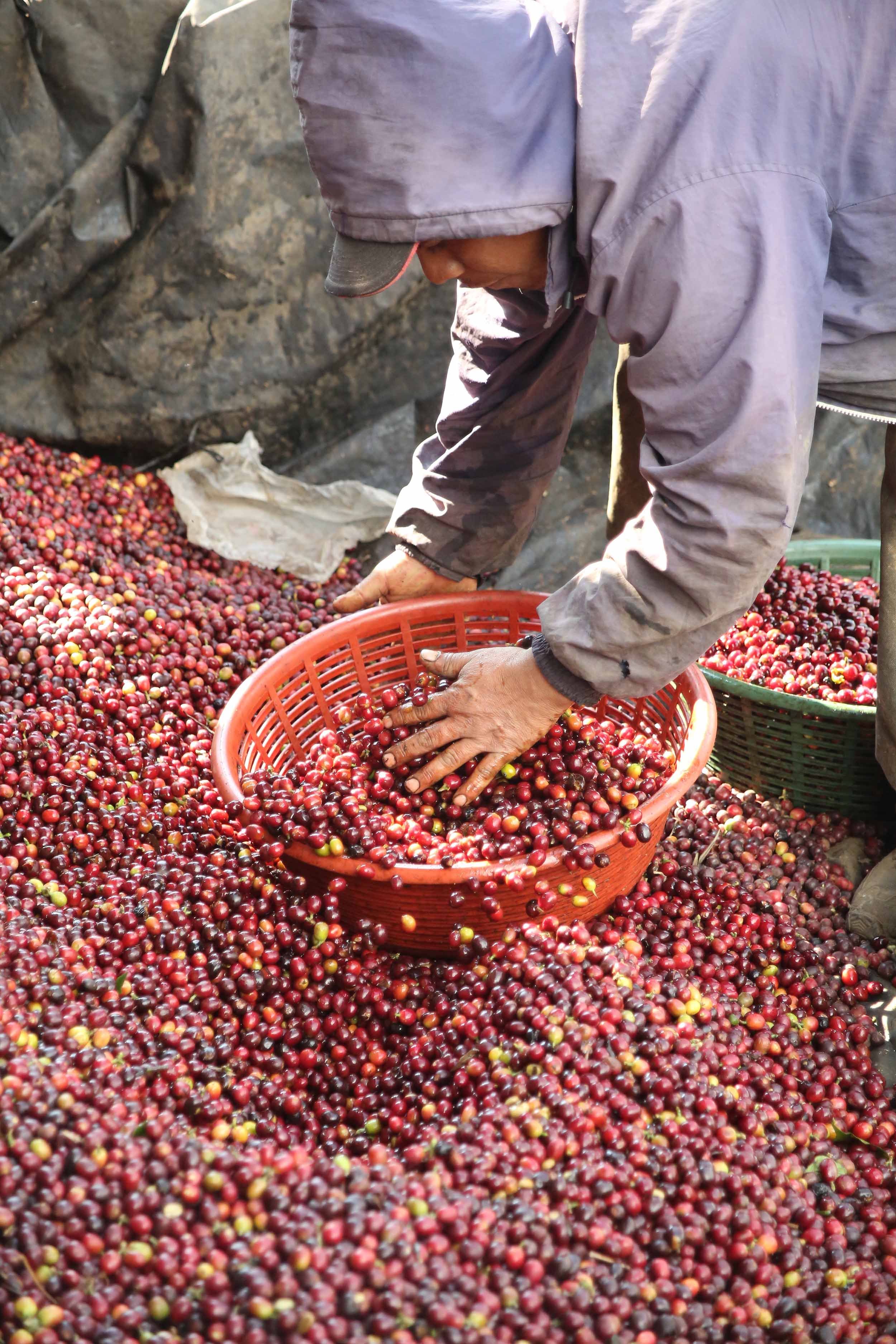 Newly picked coffee ‘cherries’ are ready for processing at La Armonia Hermosa in Santa Maria de Jesus, Guatemala.