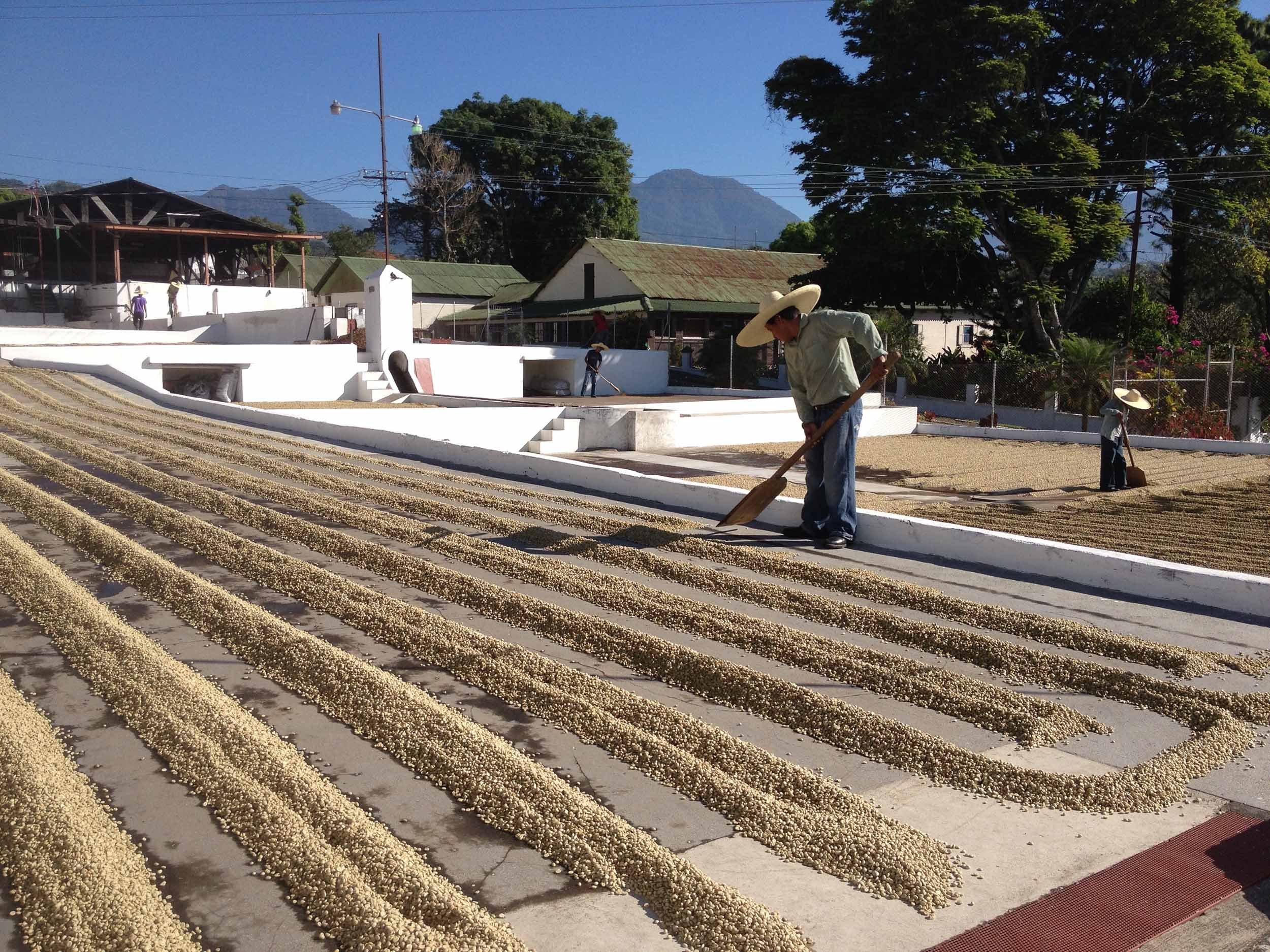  Workers at Finca San Jeronimo Miramar in Atitlan, Guatemala, rake coffee beans arranged in long rows on a patio to dry. Raw coffee beans take between 4 and 7 days to dry fully in the open air.  