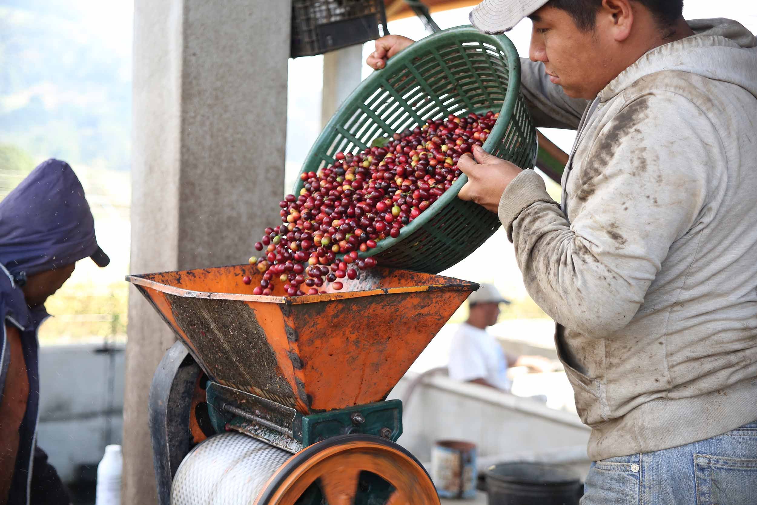 Edgar Pio pours coffee cherries into a pulper to extract the beans at La Armonia Hermosa.