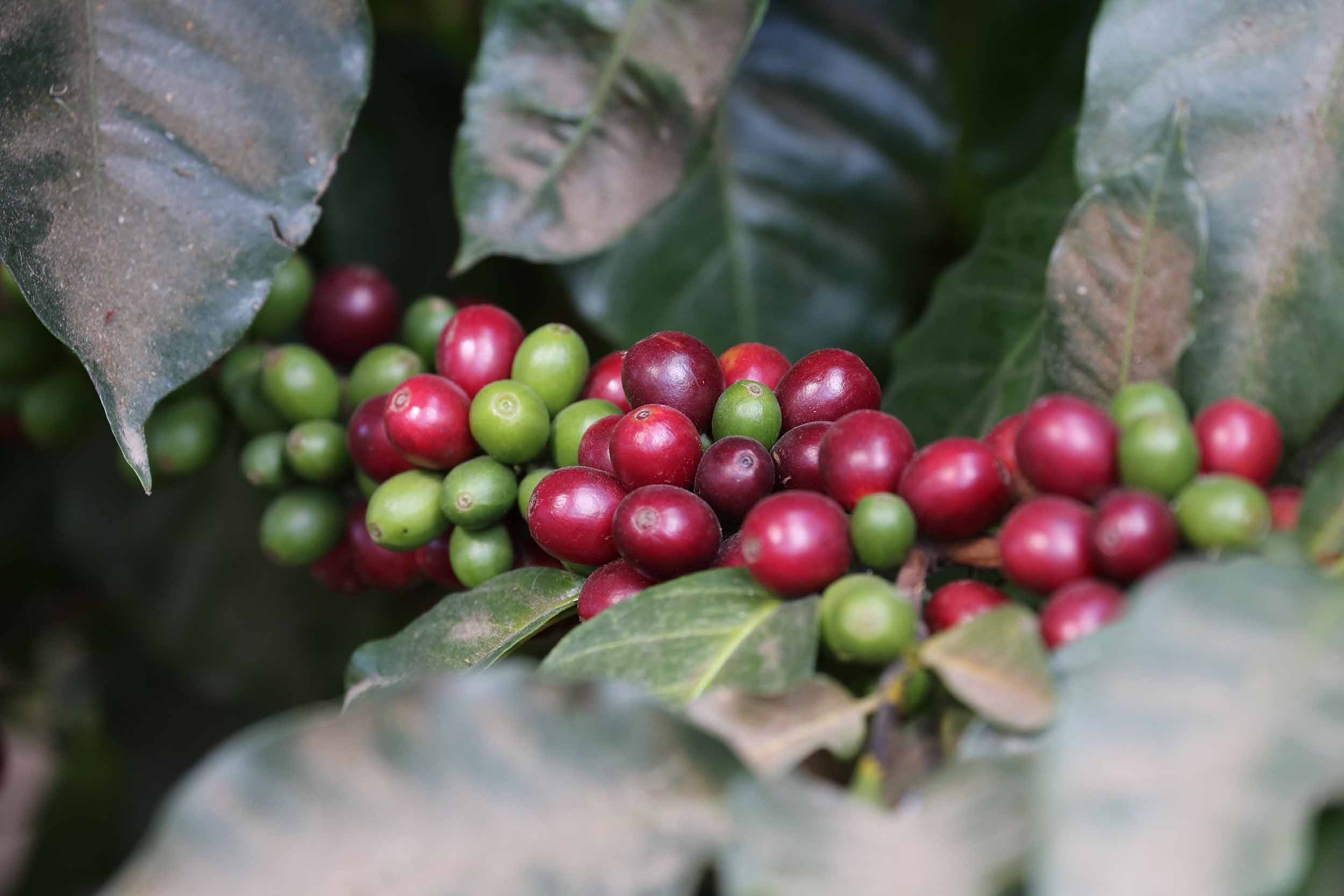 Coffee cherries are red when fully ripe, so farmers must repeatedly harvest their trees as new cherries are ready to be picked.