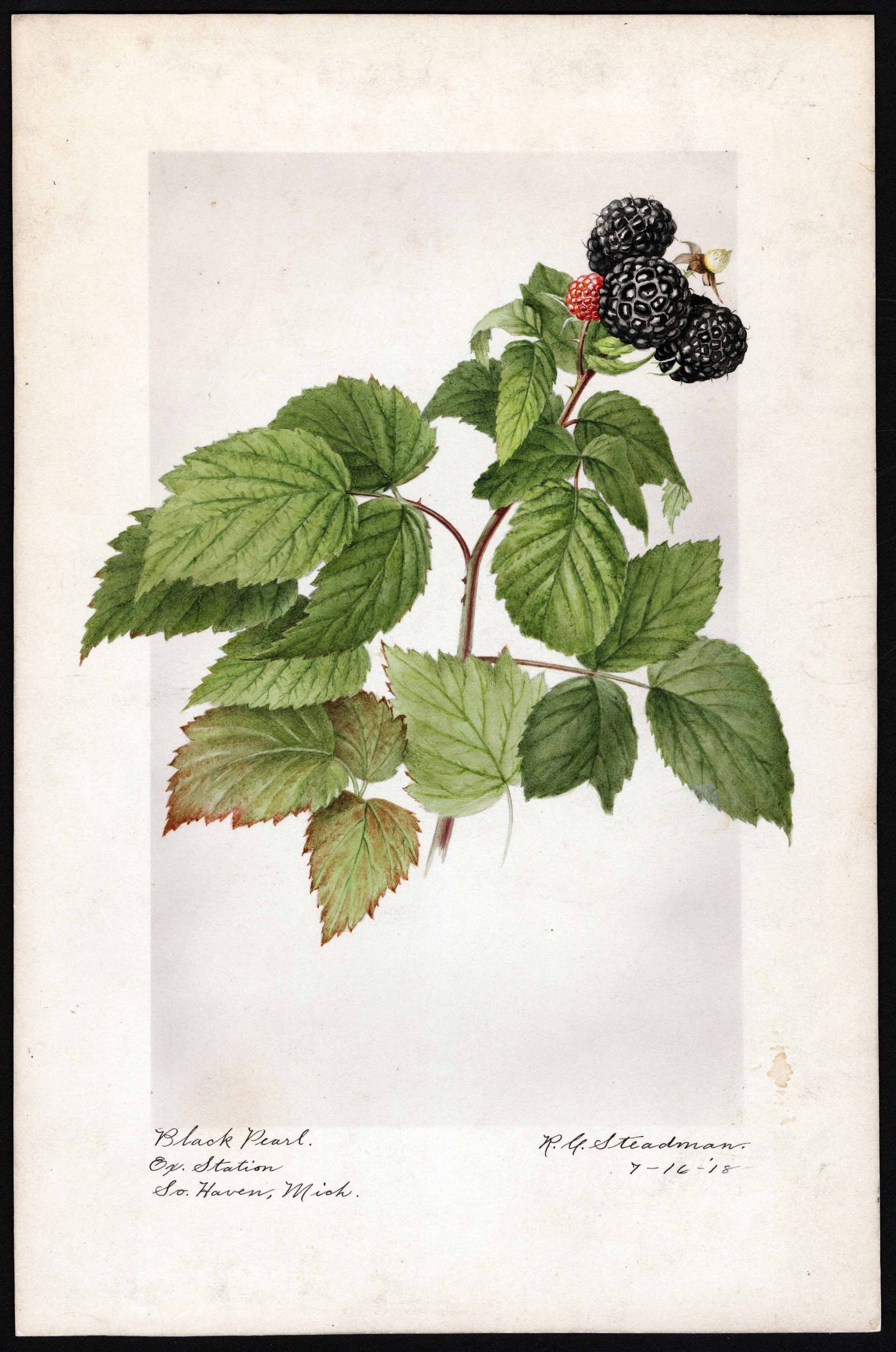 In Praise of the Black Raspberry