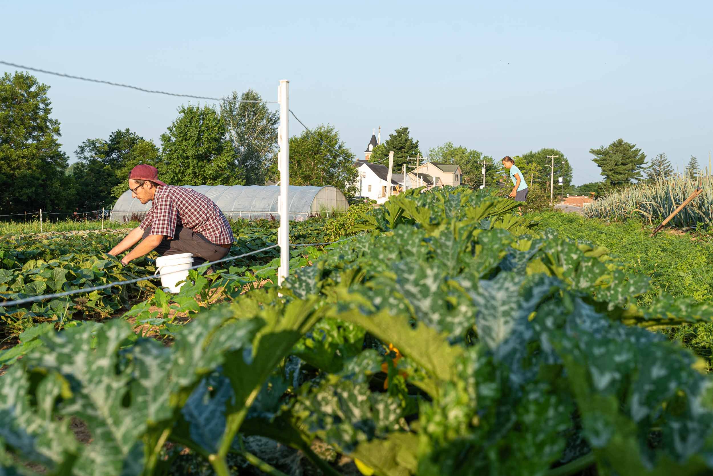 Michaela Farm