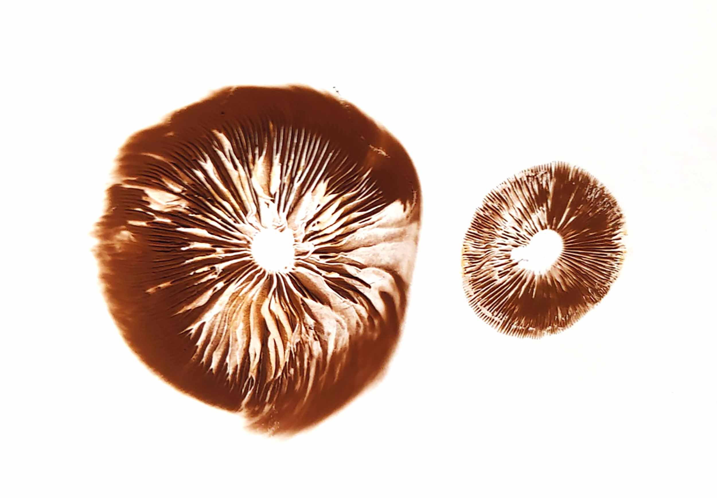 Mysterious Mycorrhizae