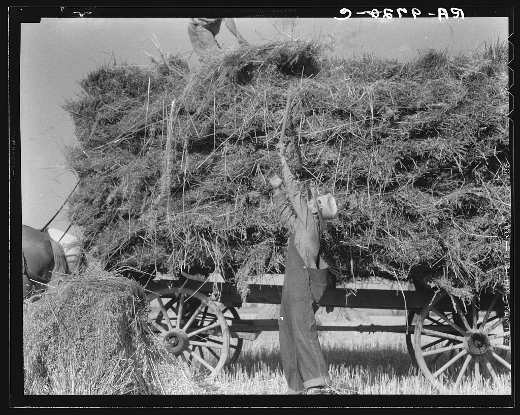 The threshing of oats. Clayton, Indiana, south of Indianapolis. Dorothea Lange, 1936 July