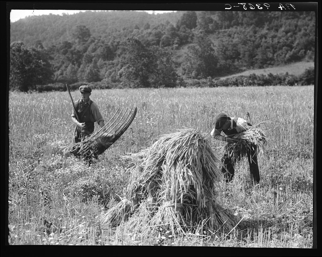 Cradling wheat near Sperryville, Virginia. Dorothea Lange, 1936 June