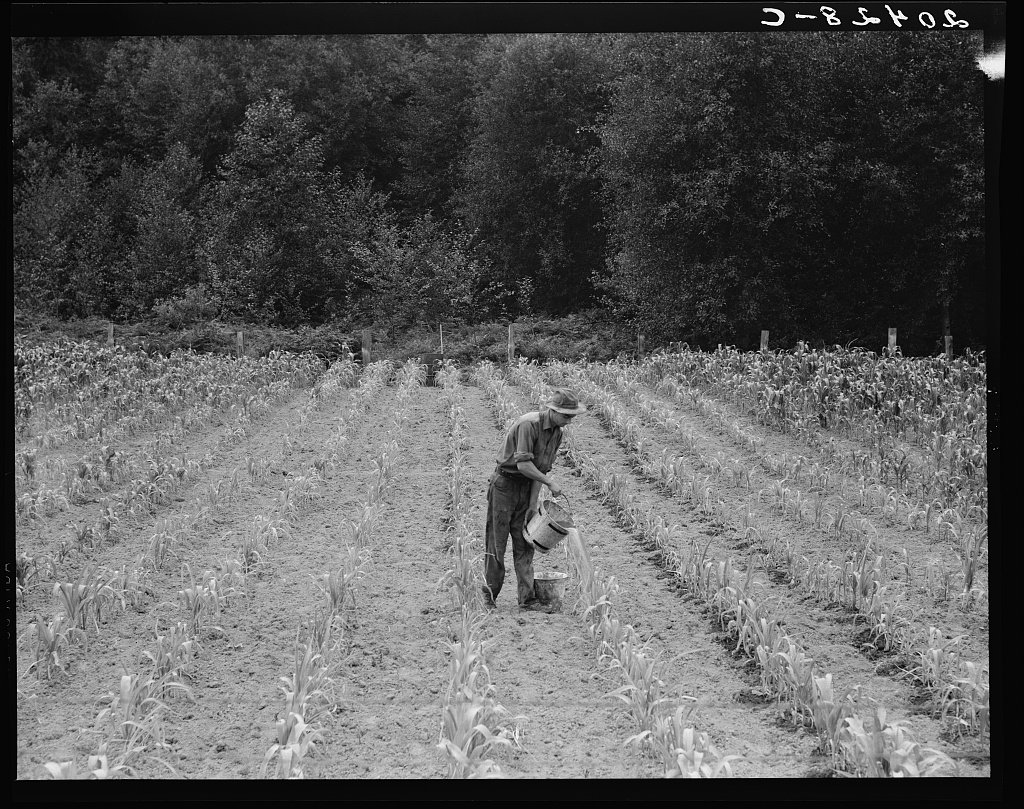 Hand irrigation on small rented subsistence farm., Western Washington. Dorothea Lange, 1939 Aug.