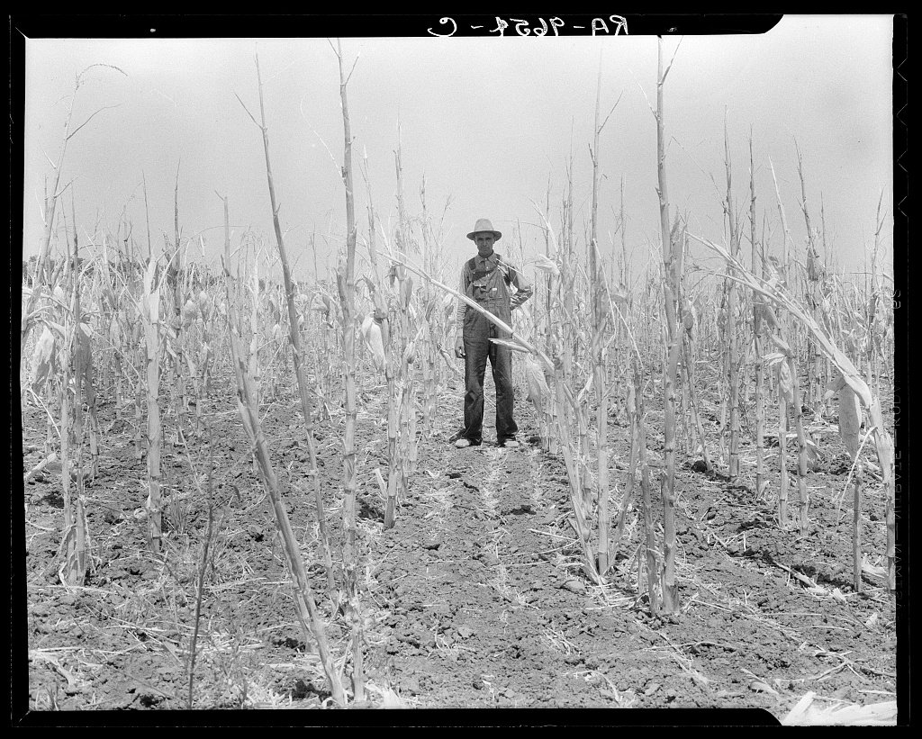 [Untitled] Corn, drought-stricken and eaten off by grasshoppers. Near Russelville, Arkansas. Dorothea Lange, 1936 Aug.