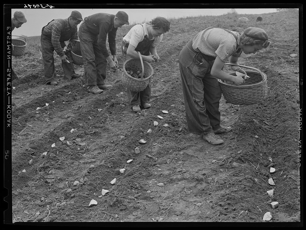 Demonstration of cutting and planting seed potatoes as practiced on the Levesque farm near Van Buren, Maine. Delano, Jack, 1940 Oct.