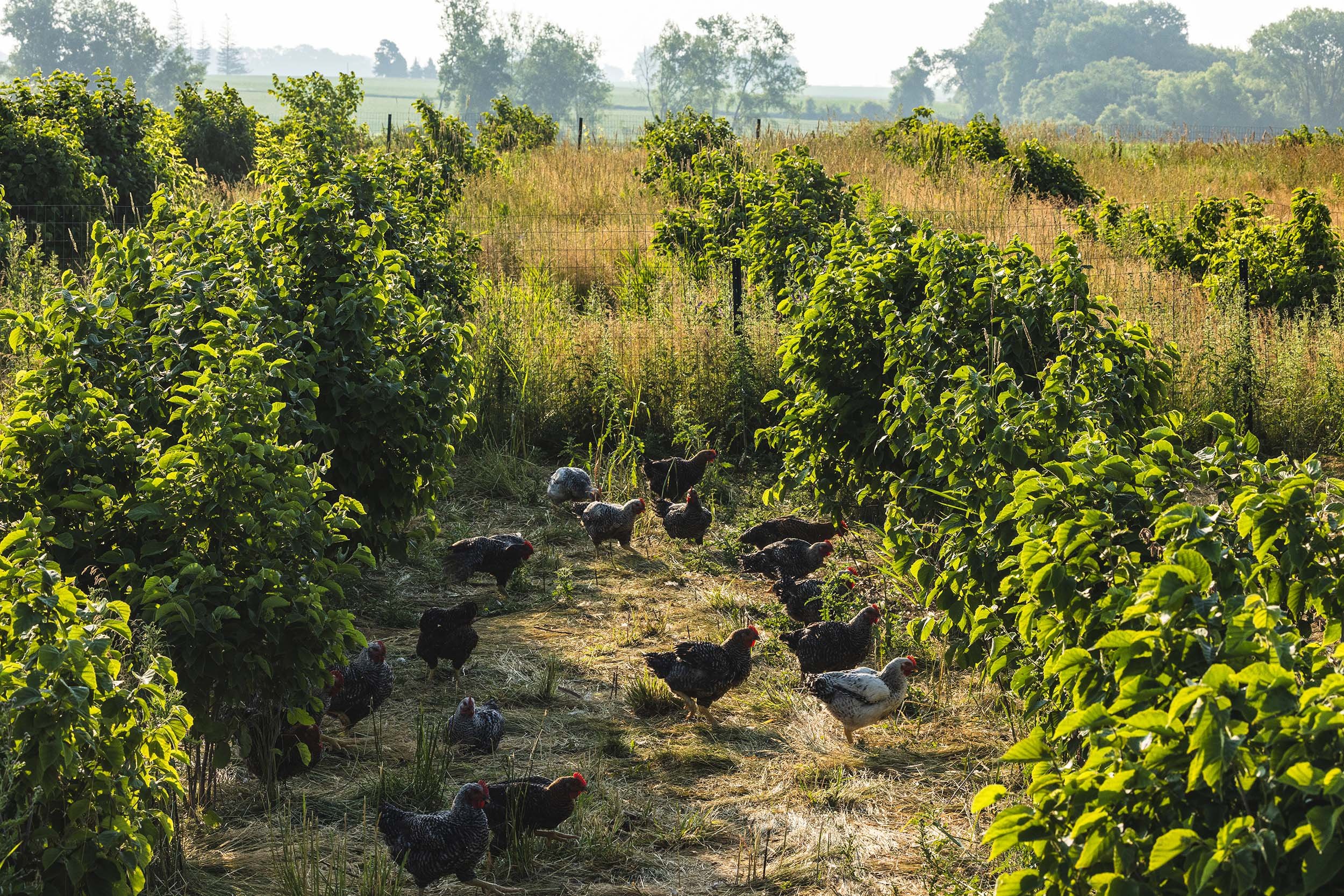 A New Paradigm for Poultry