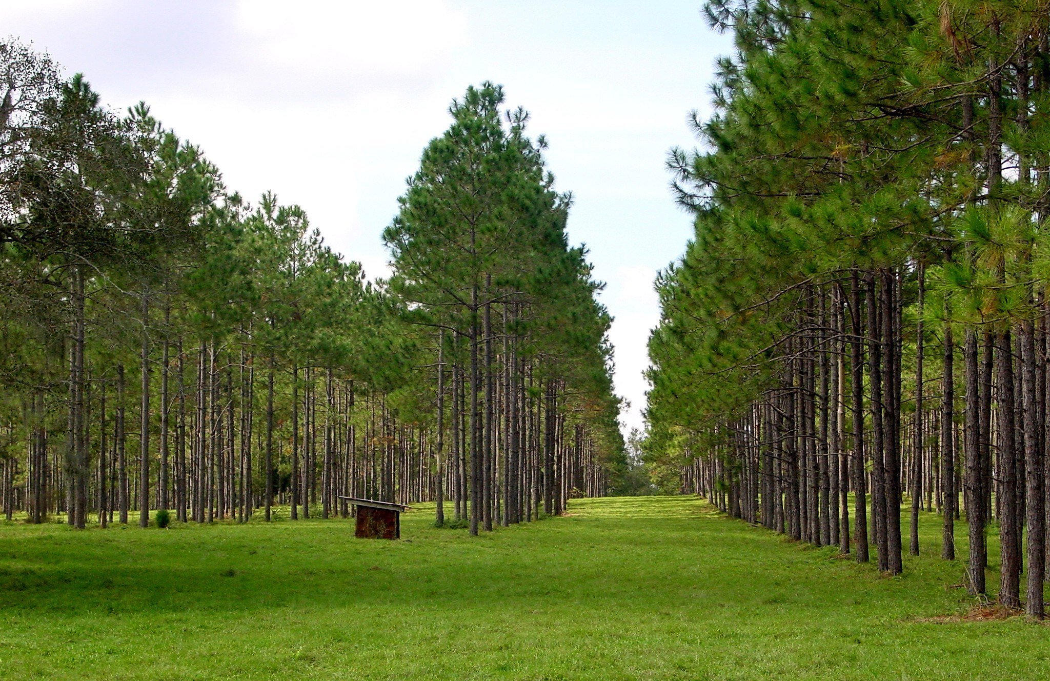 Can Farming with Trees Save the Food System?