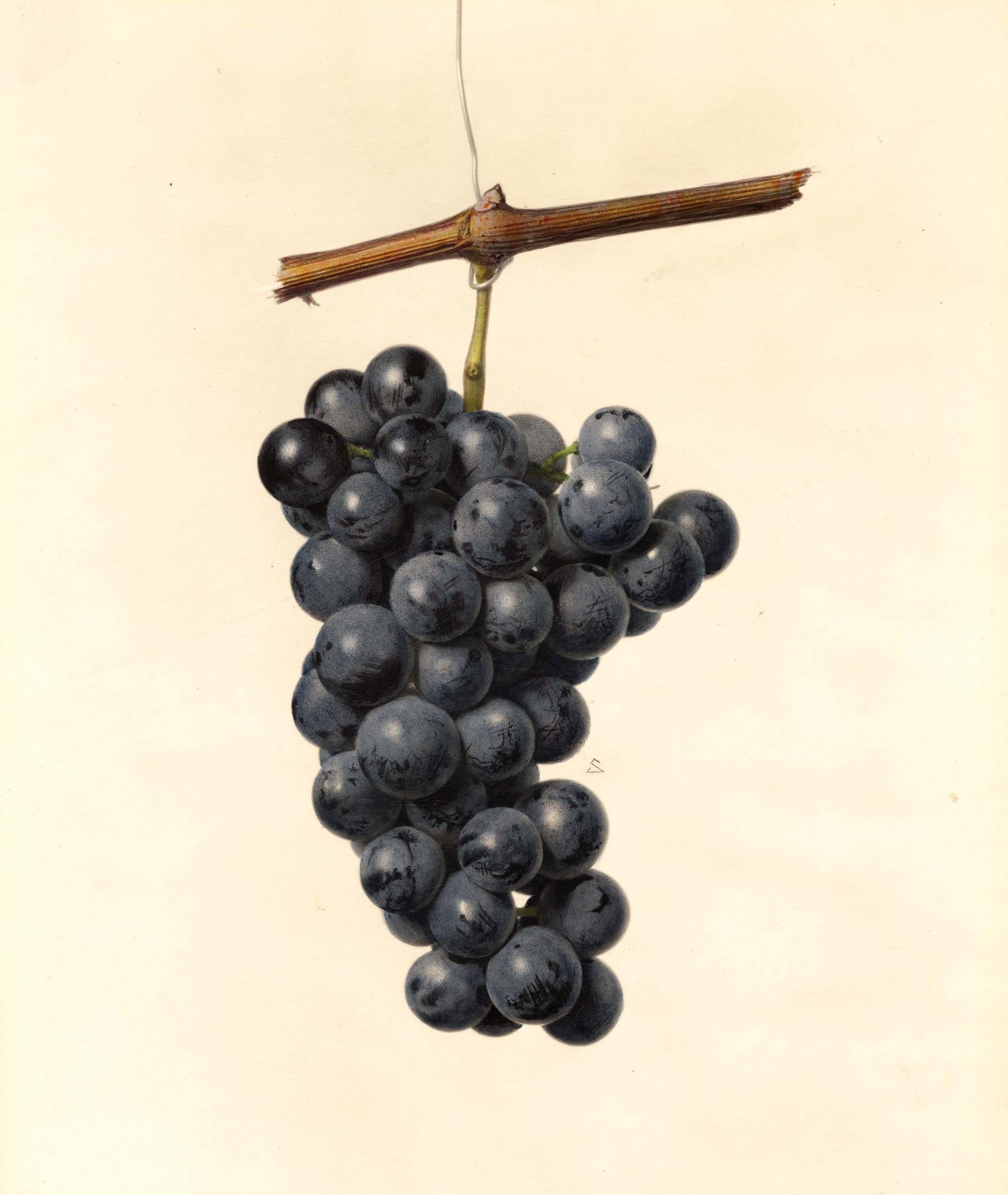 Conquering the Concord Grape