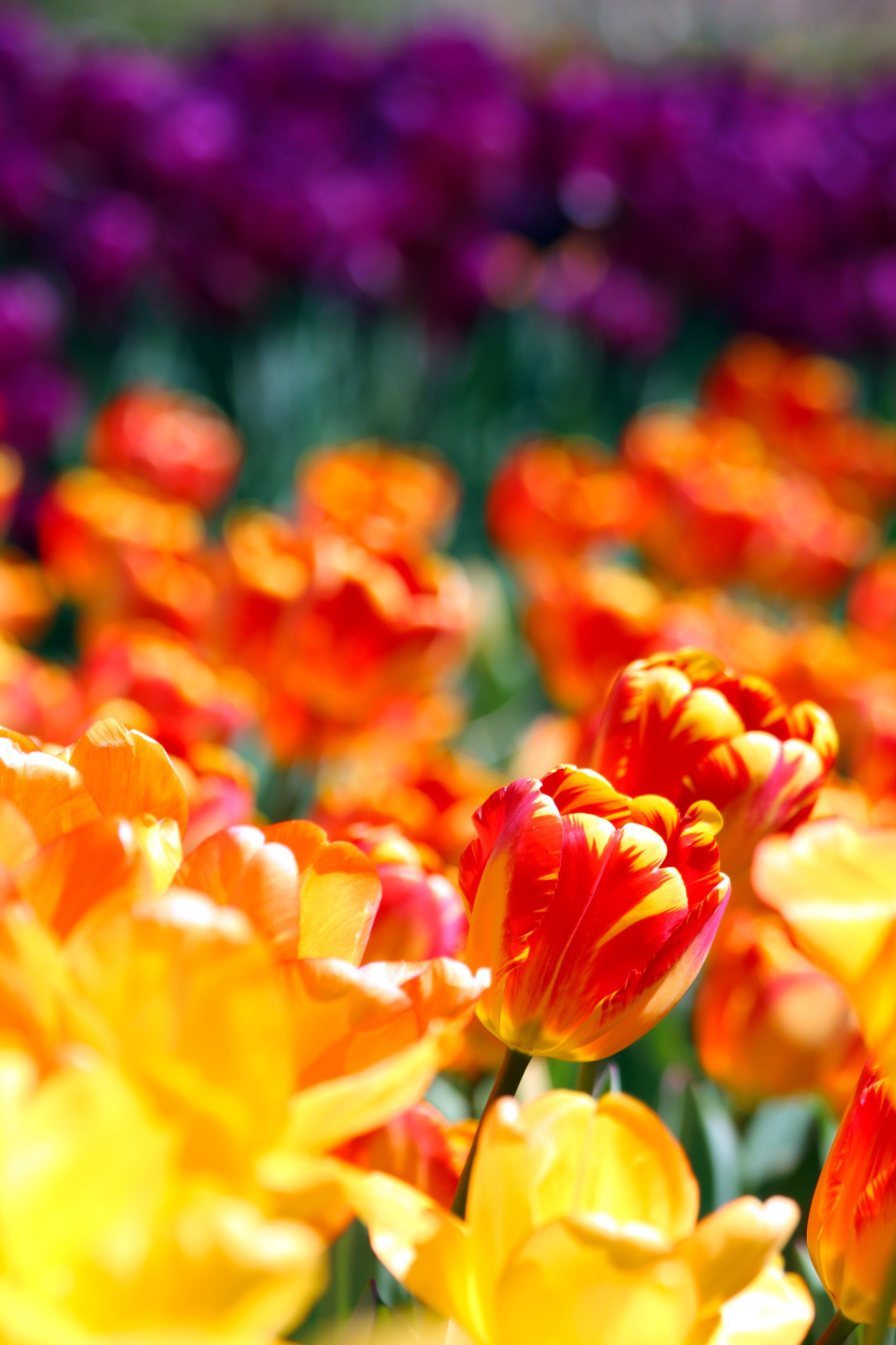 America’s Greenest Zoo Grows Plants and Minds