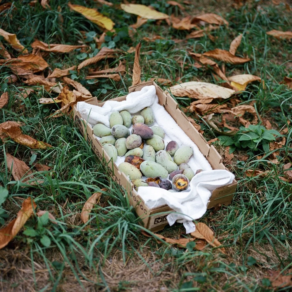 Hordinski_pawpaw_outtakes_0001 Large.jpeg