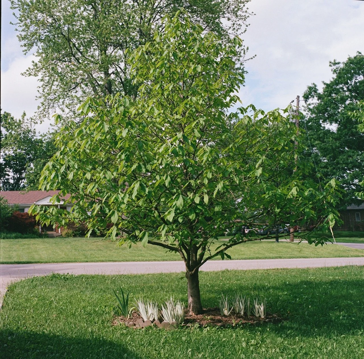 Hordinski_pawpaw_outtakes_0002 Large.jpeg