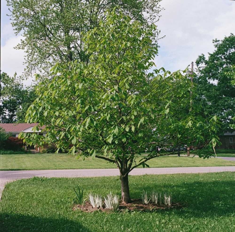 Hordinski_pawpaw_outtakes_0002 Large.jpeg