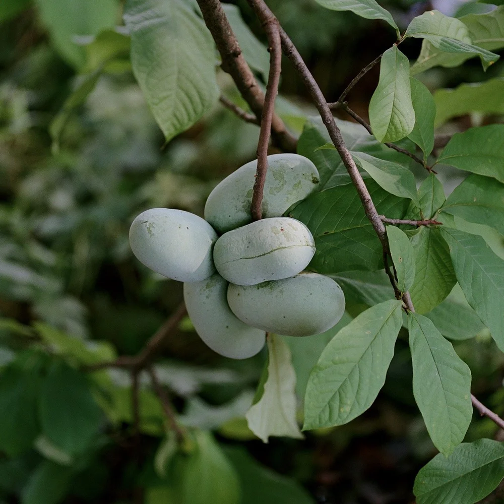 Hordinski_pawpaw_outtakes_0003 Large.jpeg