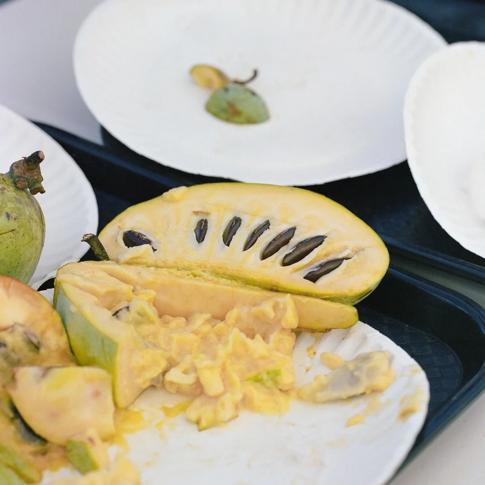 Hordinski_pawpaw_outtakes_0006 Large.jpeg