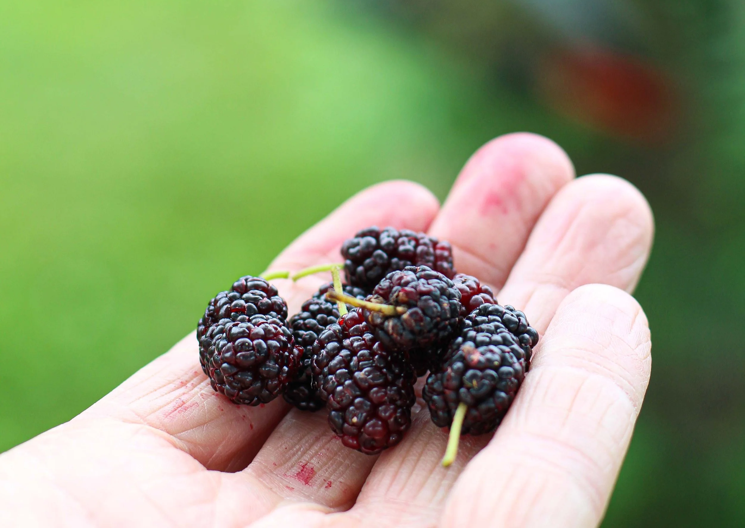Magic Mulberries
