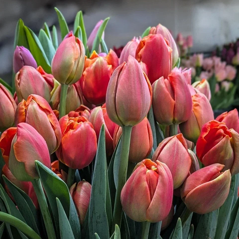 Thoughtful local gifts in Cincinnati. Sign up friends and family for a month of freshly picked, locally grown bouquets from Idyllwild Farm in Northern Kentucky