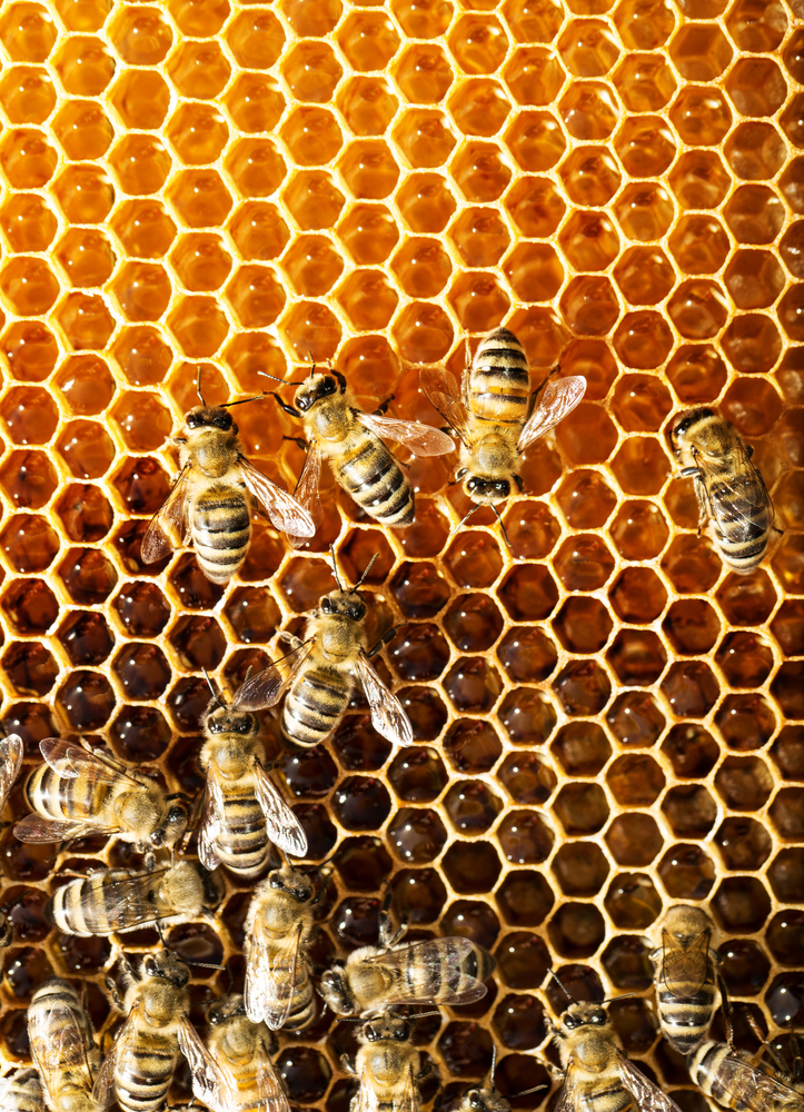 bees_1.jpg