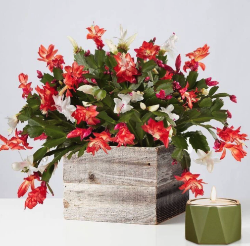 Screen Shot 2025-11-14 at 11.11.12 AM.png