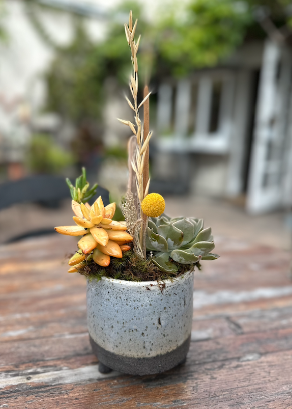 Screen Shot 2024-02-18 at 11.00.48 AM.png