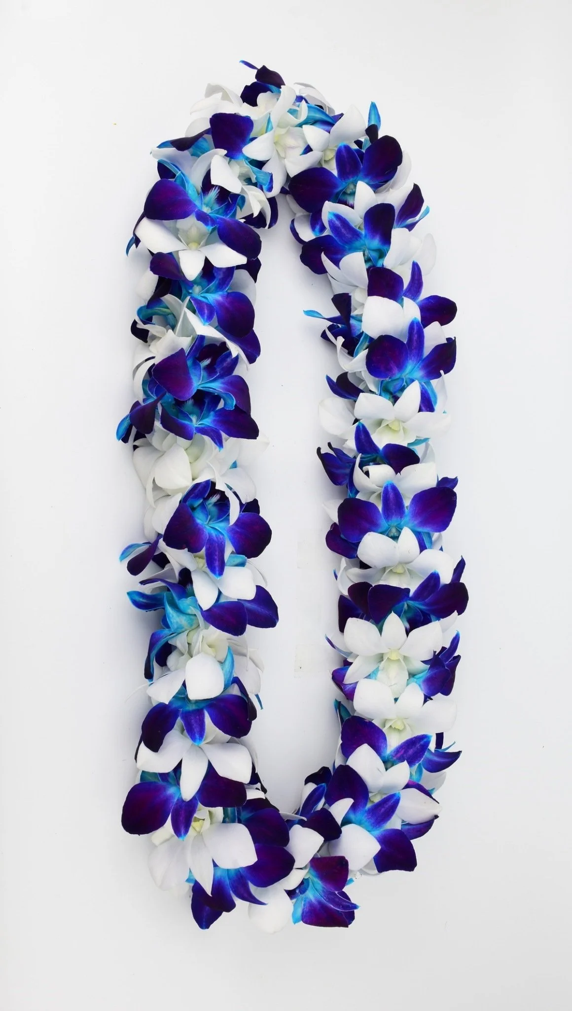 Double White and Dyed Blue.jpg