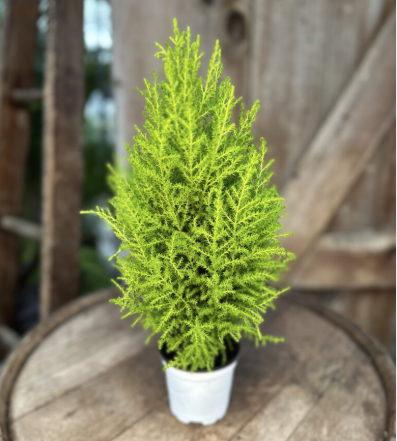 Screen Shot 2025-11-14 at 10.54.26 AM.png