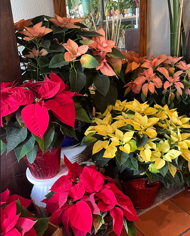 Screen Shot 2024-11-27 at 5.49.55 PM.png