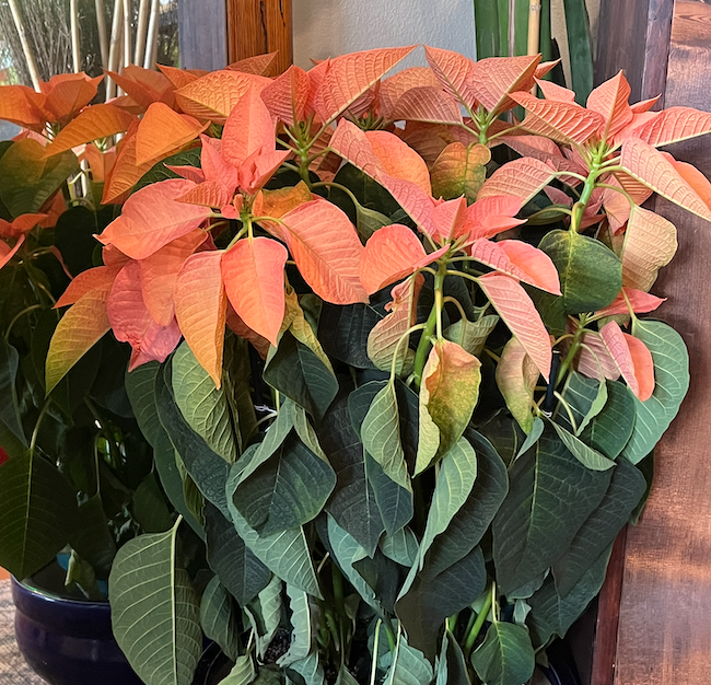 Screen Shot 2024-11-27 at 5.48.52 PM.png