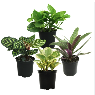 Screen Shot 2025-11-14 at 11.27.40 AM.png