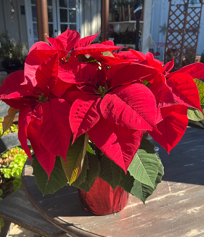 Screen Shot 2024-11-27 at 5.48.33 PM.png