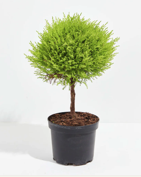 Screen Shot 2025-11-14 at 11.04.50 AM.png