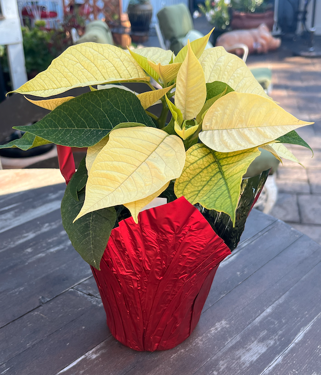 Screen Shot 2024-11-27 at 5.51.16 PM.png