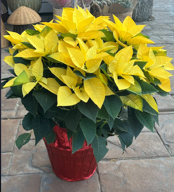 Screen Shot 2024-11-27 at 5.49.10 PM.png