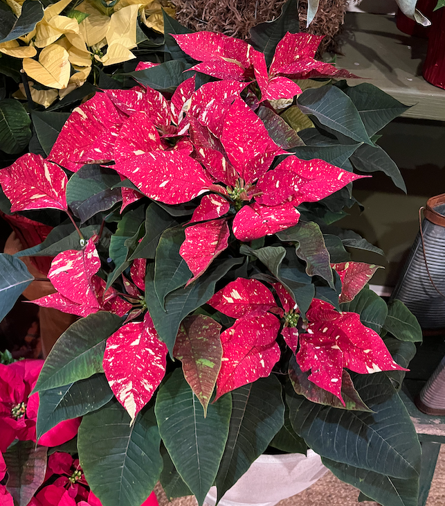 Screen Shot 2024-11-27 at 5.56.41 PM.png