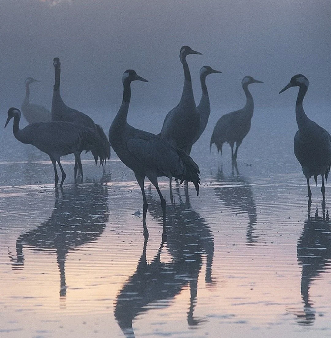 June's Cosmic Forecast: Paths of Opportunity